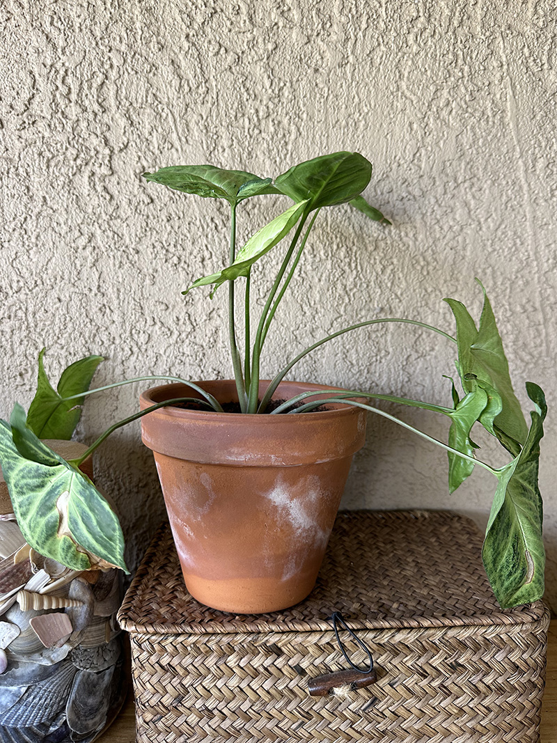Arrowhead plant potted in terra cotta