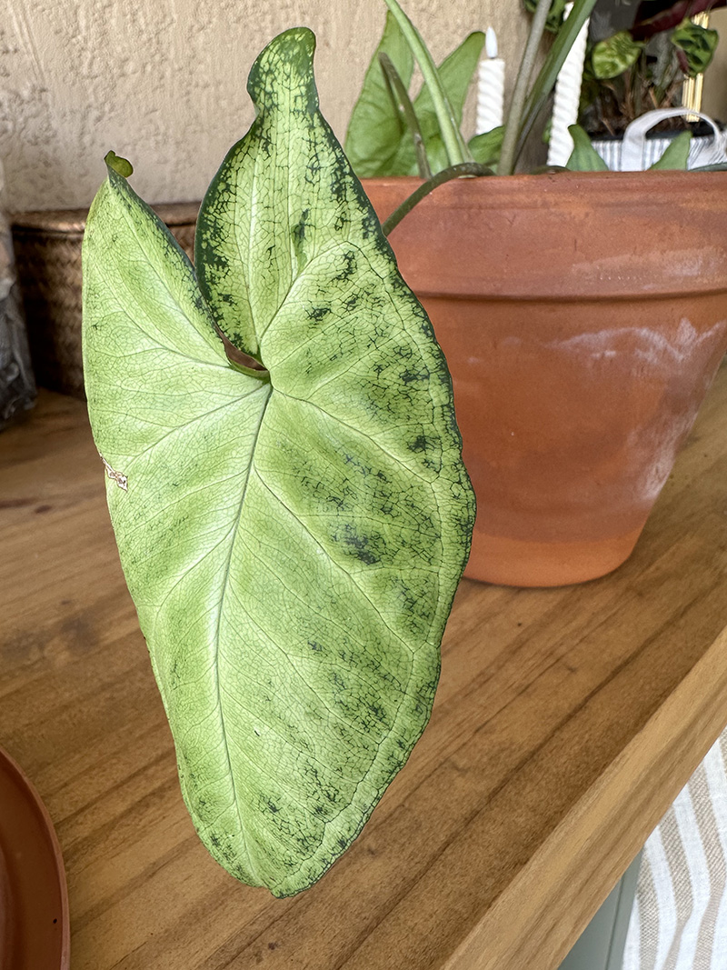 Large Arrowhead Plant leaf, light and dark green