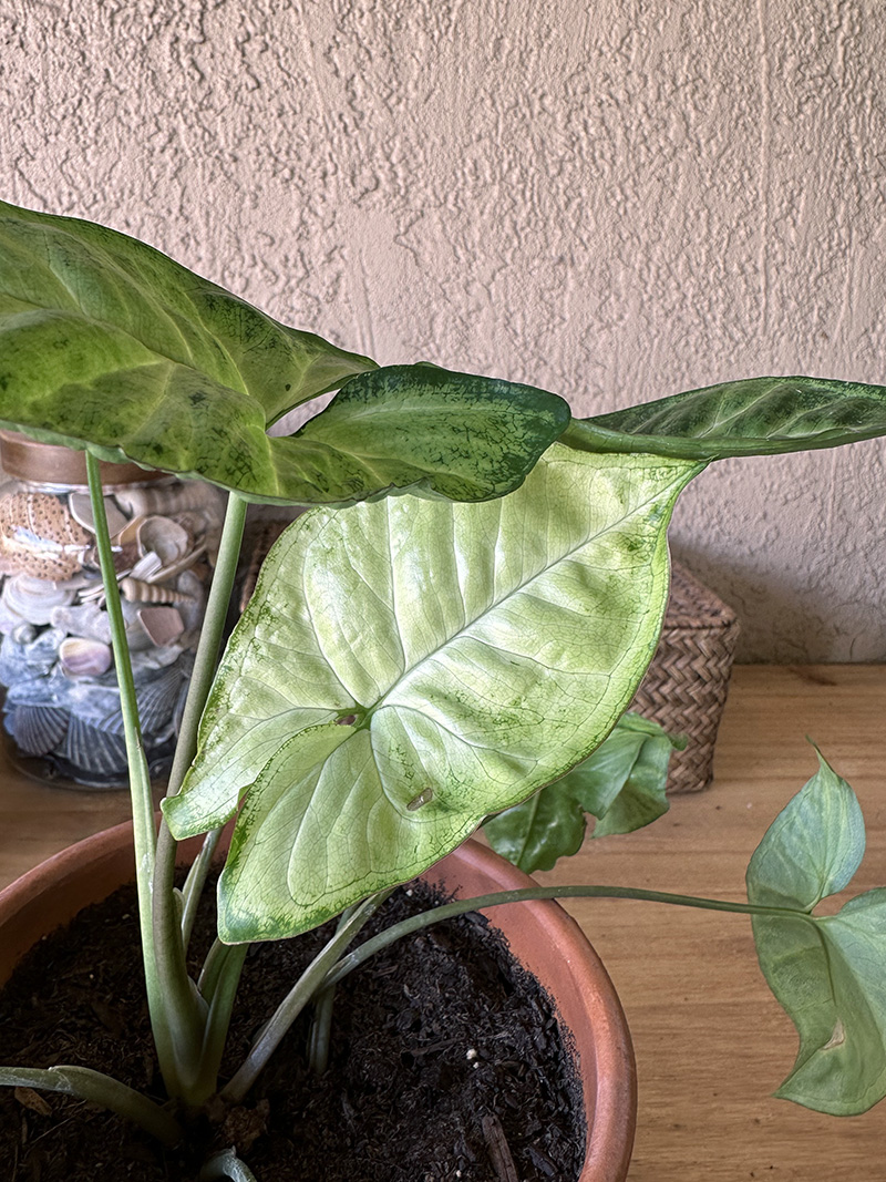 Pale green Arrowhead plant leaf
