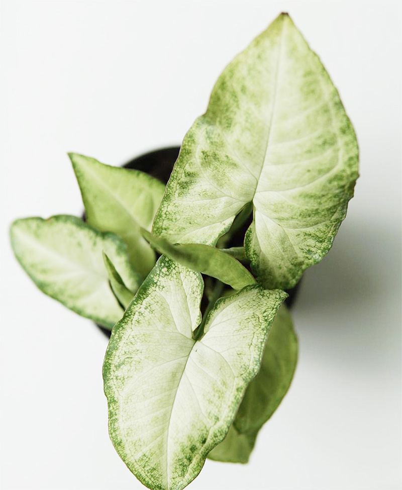 Low Light - Arrowhead Plant