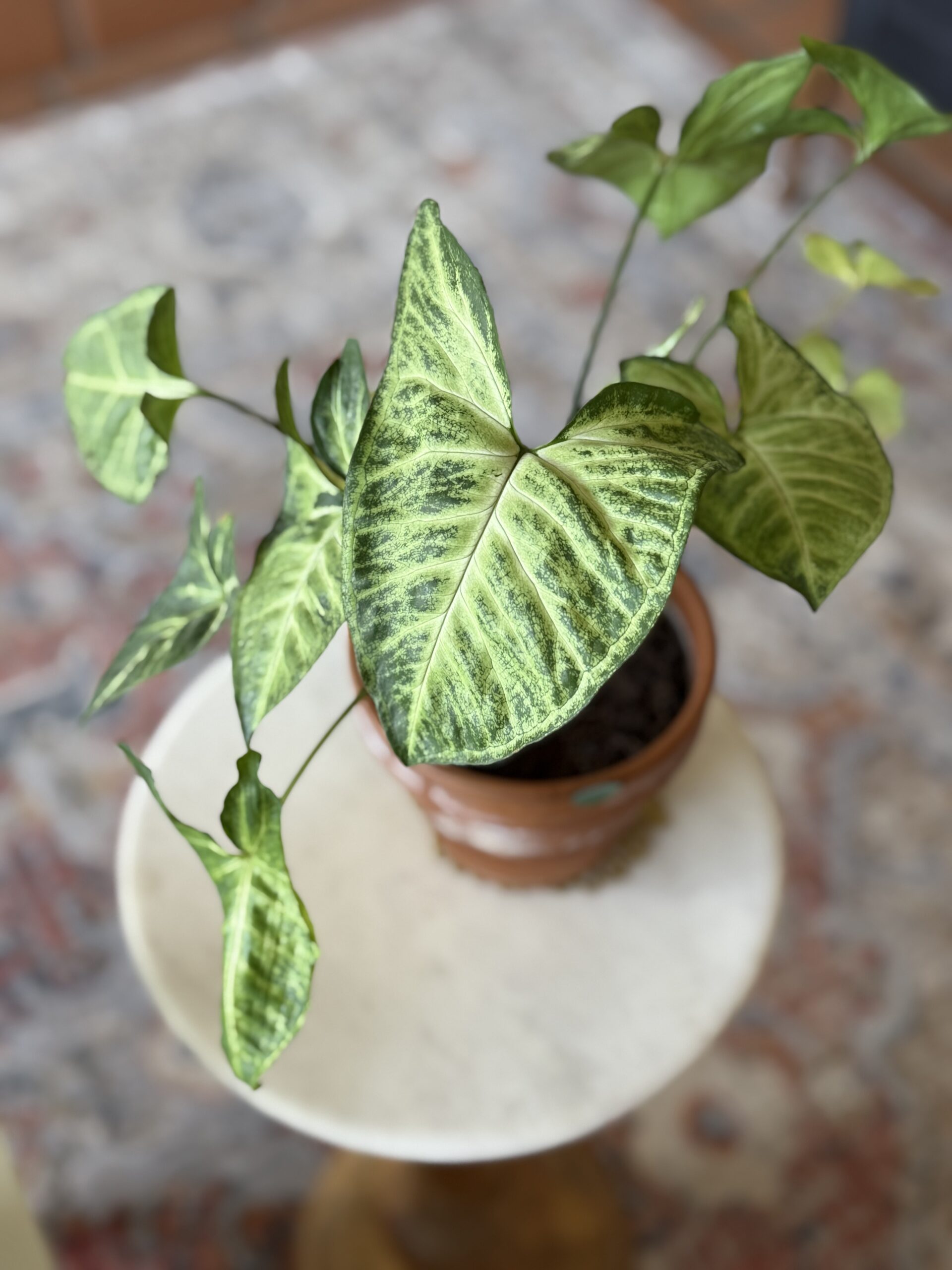 Arrowhead Plant in a living room