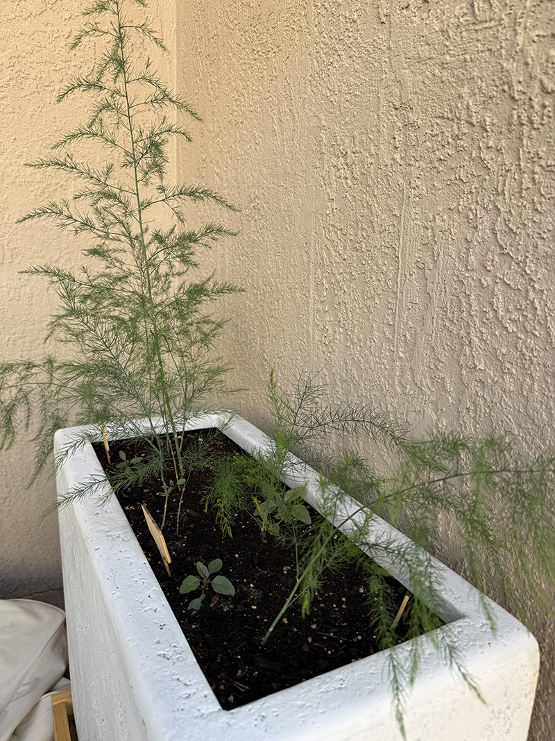 Asparagus fronds in white pot