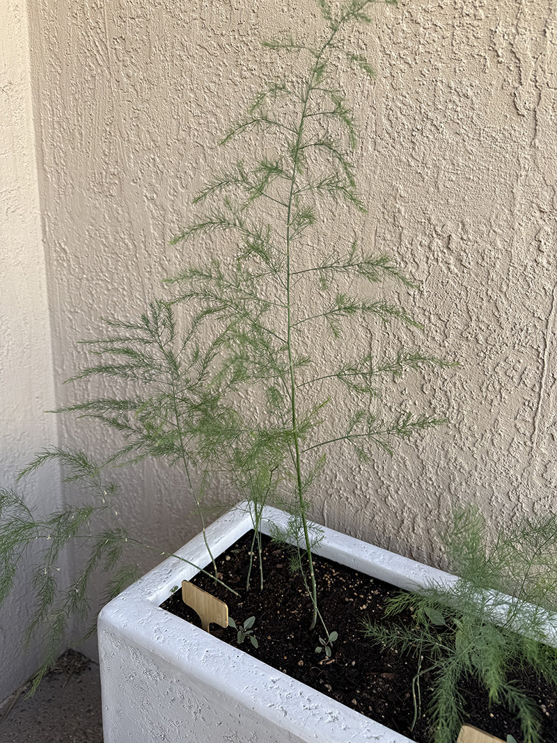 Tall Asparagus fronds