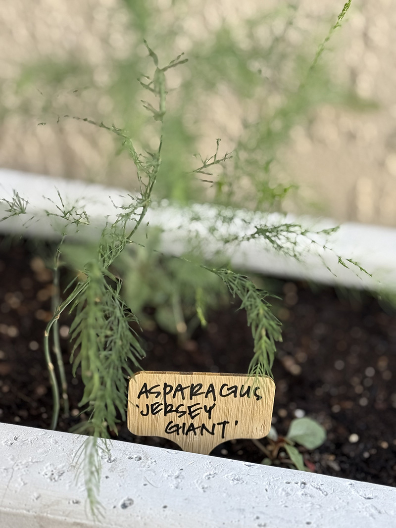 Asparagus Jersey Giant