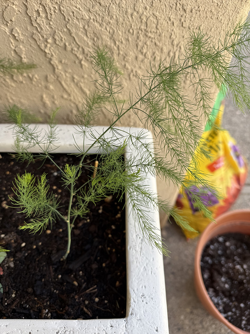 Asparagus crowns growing 1 year