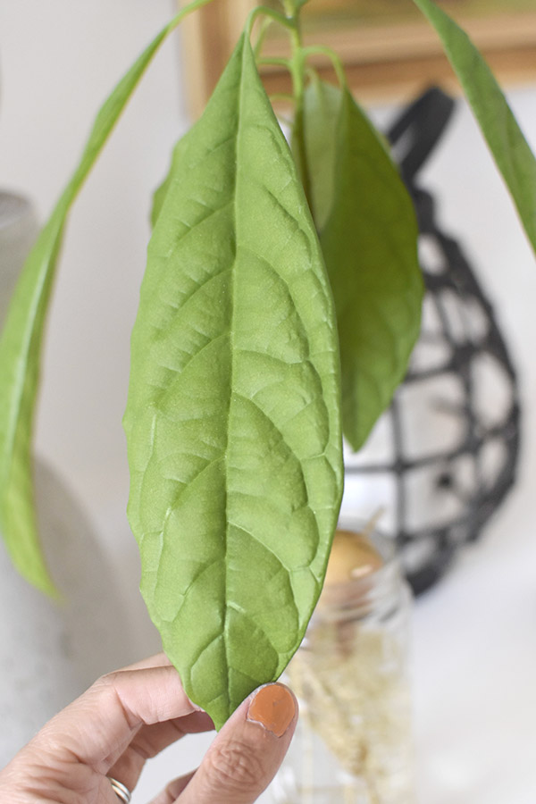 Avocado Leaf size