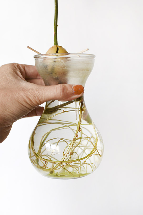 Avocado Plant roots