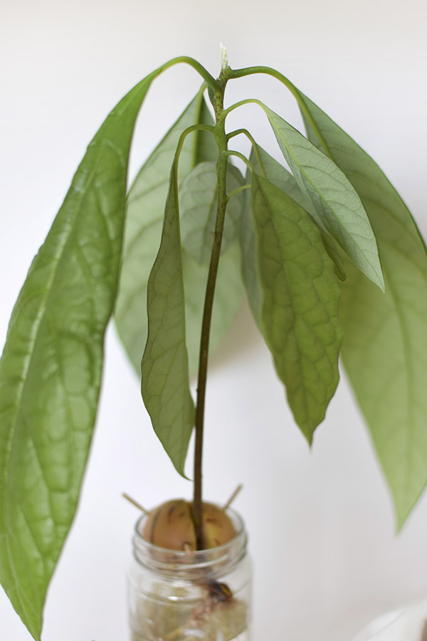 Avocado Leaves