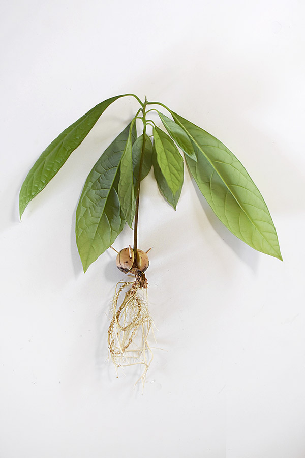 Avocado Plant bare roots