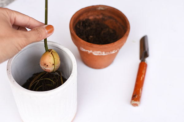 Planting an Avocado seed