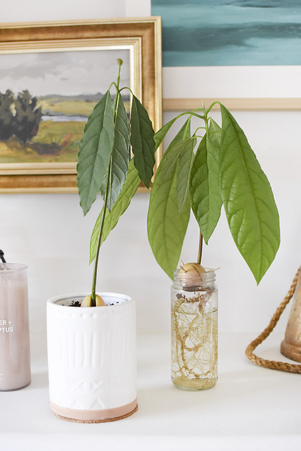 Avocado Plants