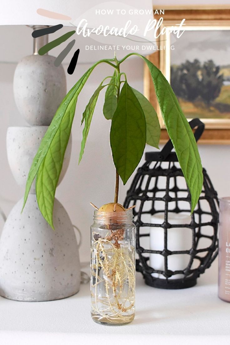 Growing An Avocado Plant From Seed Delineate Your Dwelling