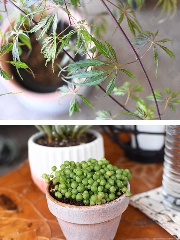 Easy Back Patio refresh, Japanese maple + String of Pearls