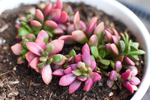 Backyard Plants