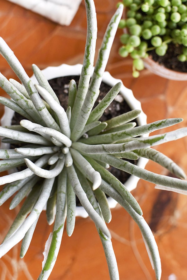 Potted succulent