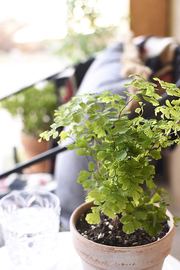 Terra Cotta Potted Plant