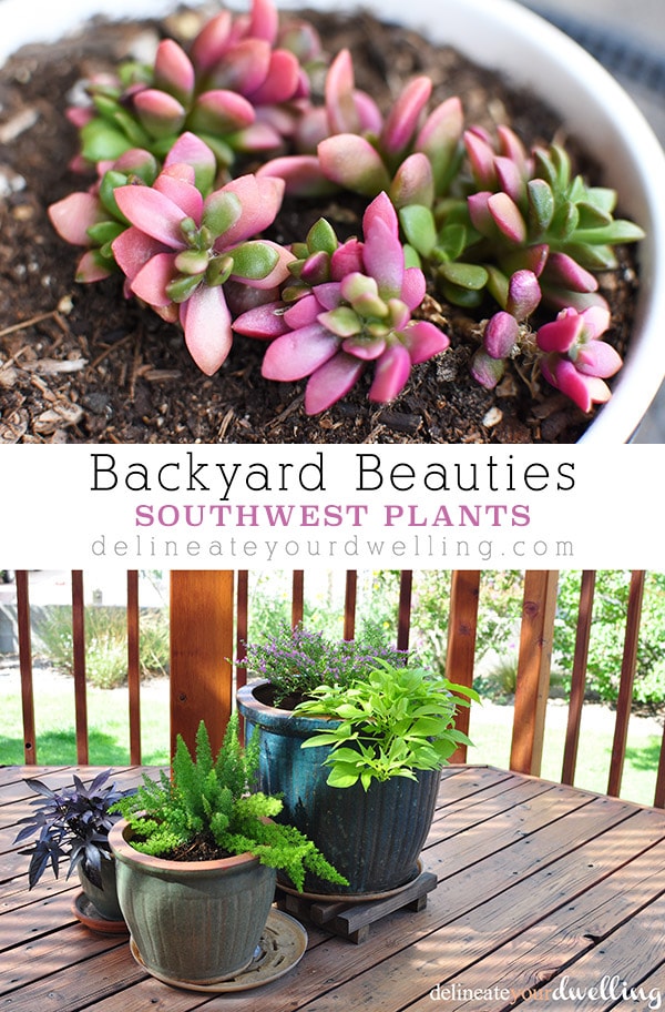 Backyard Plants