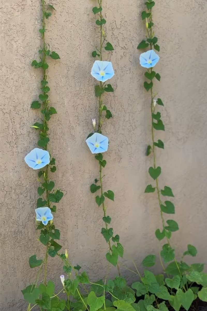 Blue Morning Glory vine