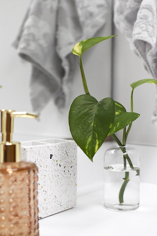 Bathroom Pothos