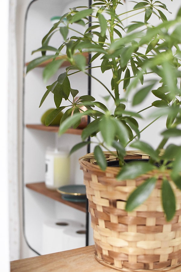 Umbrella Plant Bathroom plant