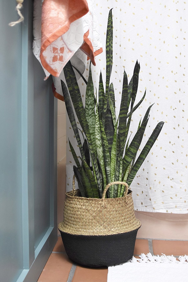 Snake Plant in the bathroom