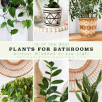 Best Bathroom Plants