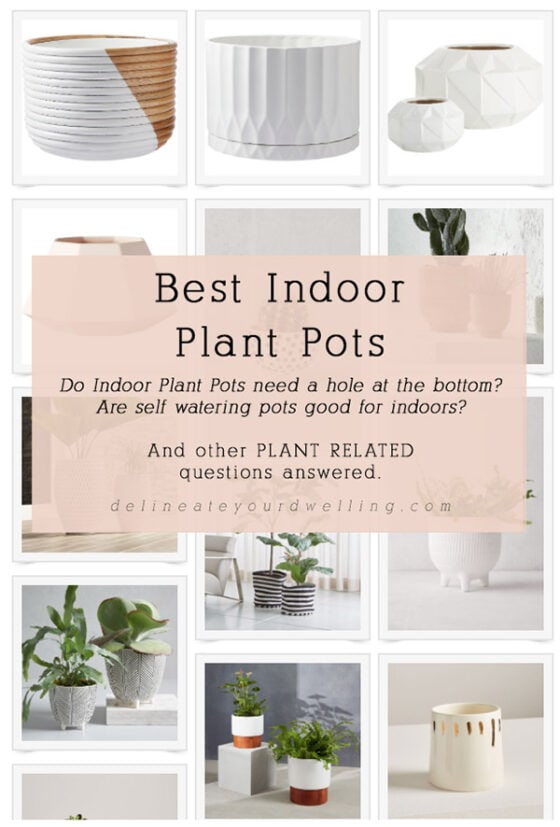 Glossary of Important Indoor Houseplant Words Delineate Your Dwelling