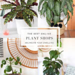 Best Online Plant Shops