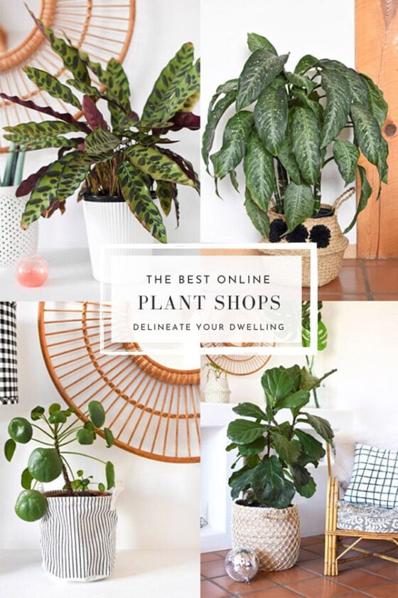 Best Online Plant Shops for Indoor Houseplants Delineate Your Dwelling