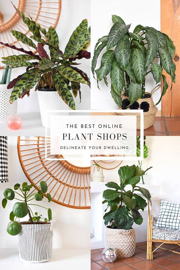 Best Online Plant Shops