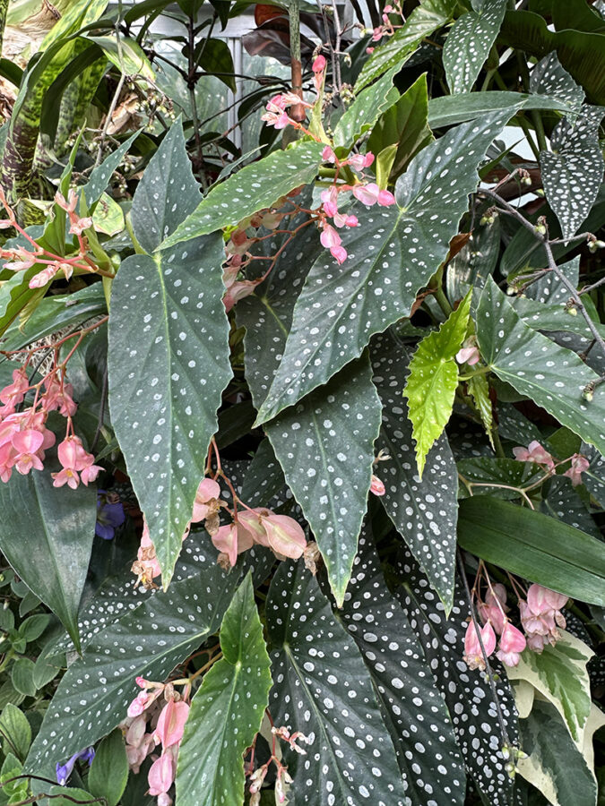 Biltmore Estate Angel Wing Begonias