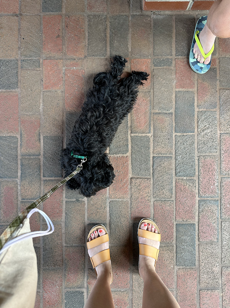 Havanese Dog at Biltmore Estate