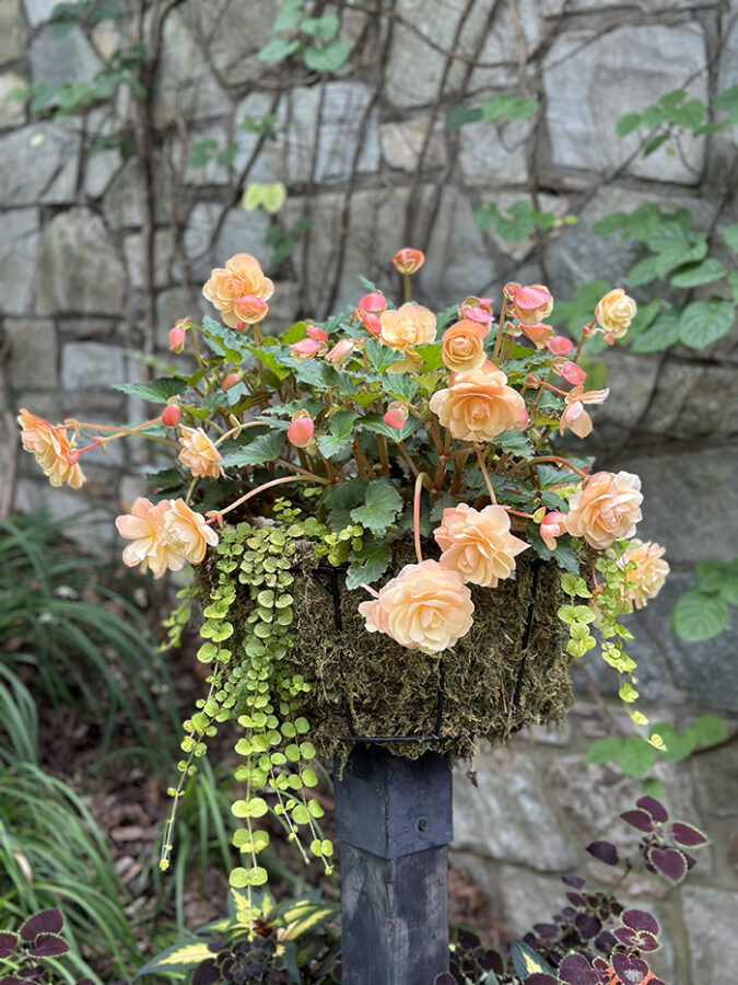 Flower arrangement - Biltmore Estate, Asheville, North Carolina