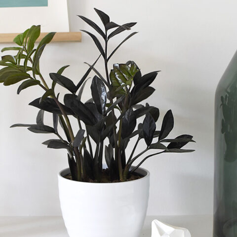 Black Raven ZZ Plant