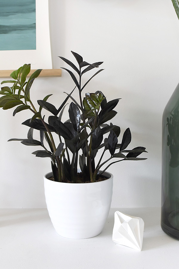 Black Raven ZZ in white pot