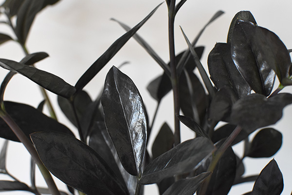 Black leaves