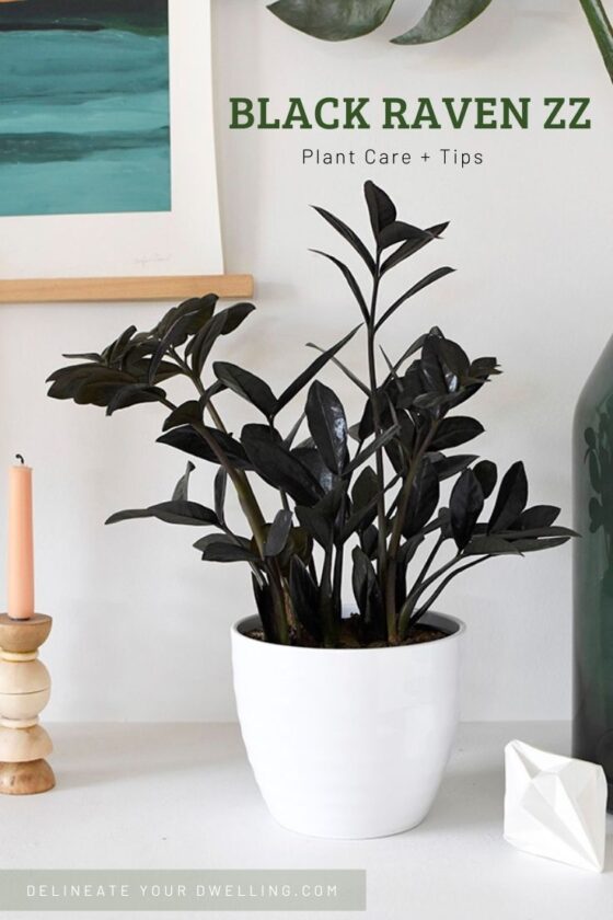 Black Raven ZZ Plant Care Tips Delineate Your Dwelling