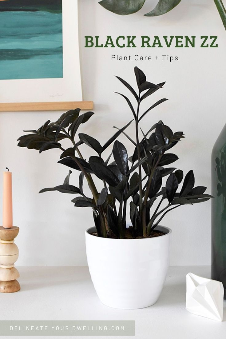 Black Raven ZZ Houseplant care