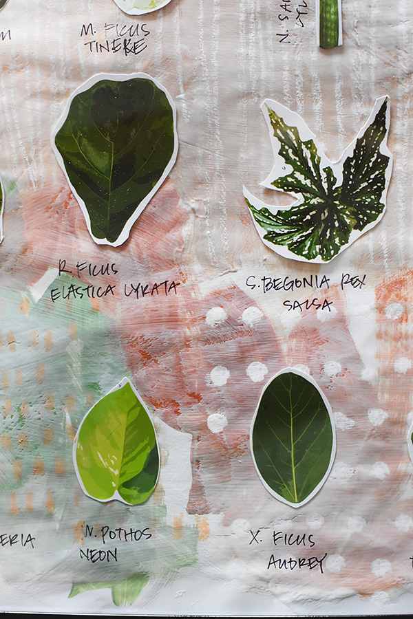 Leaf scientific names