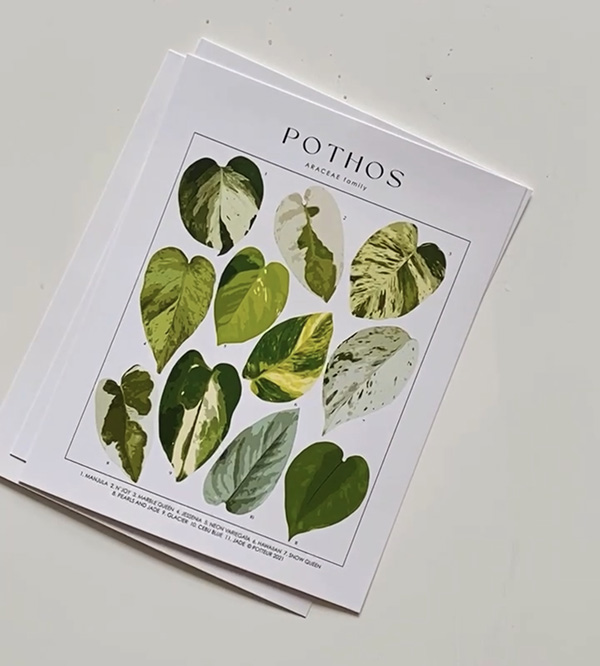Pothos leaf prints