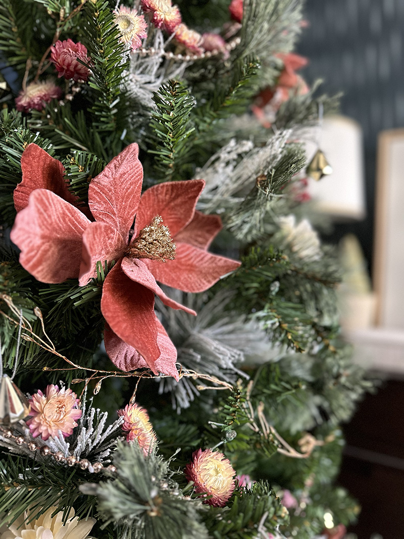 Dusty Rose Poinsettia