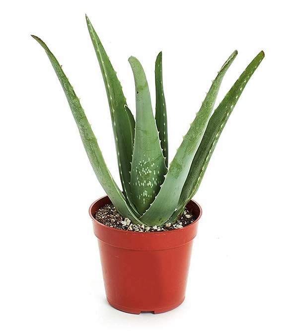 Aloe Plant