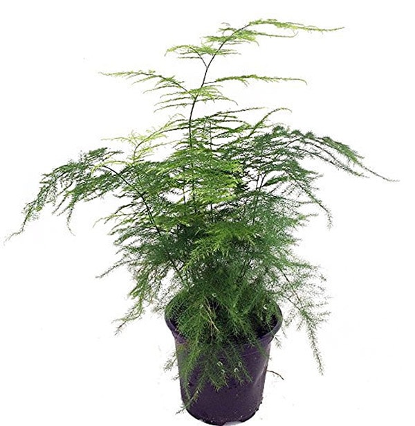 Can't Kill Asparagus Fern Plant