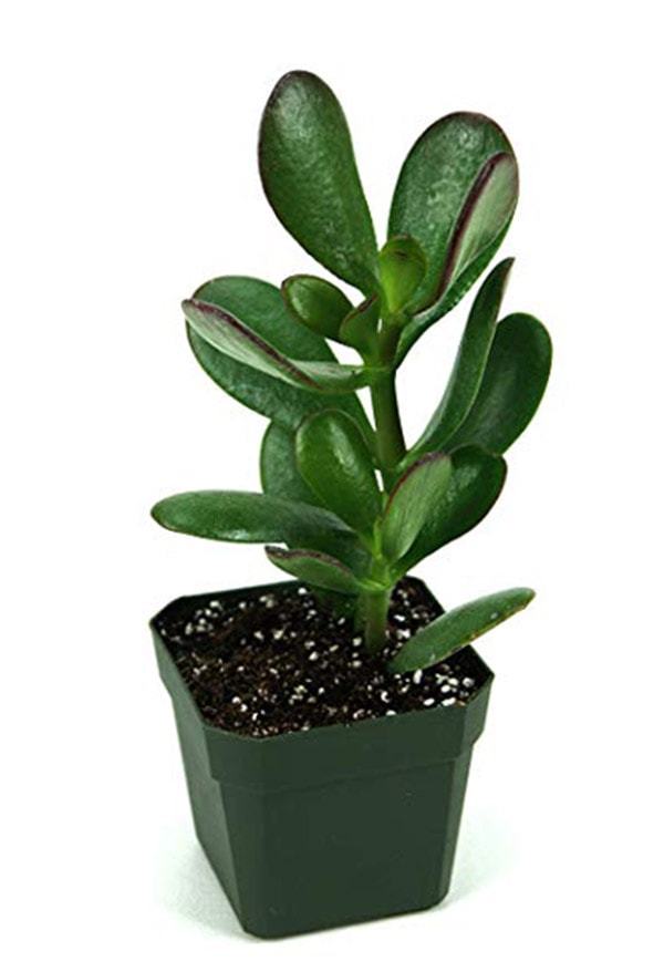 Can't Kill Jade Plant