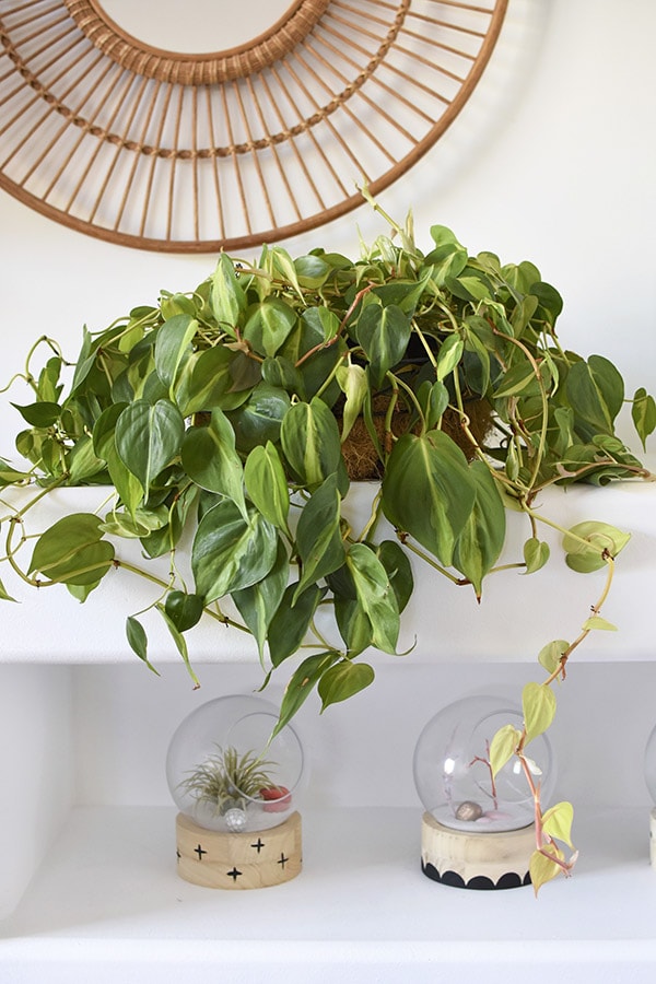 Philodendron Plant