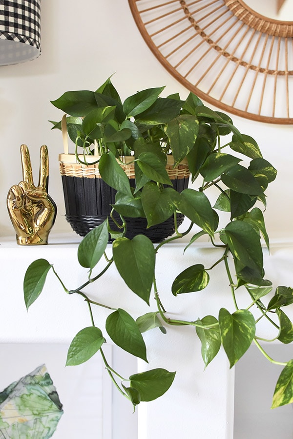 Can't Kill Pothos Plant