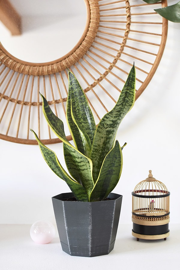 Snake Plant