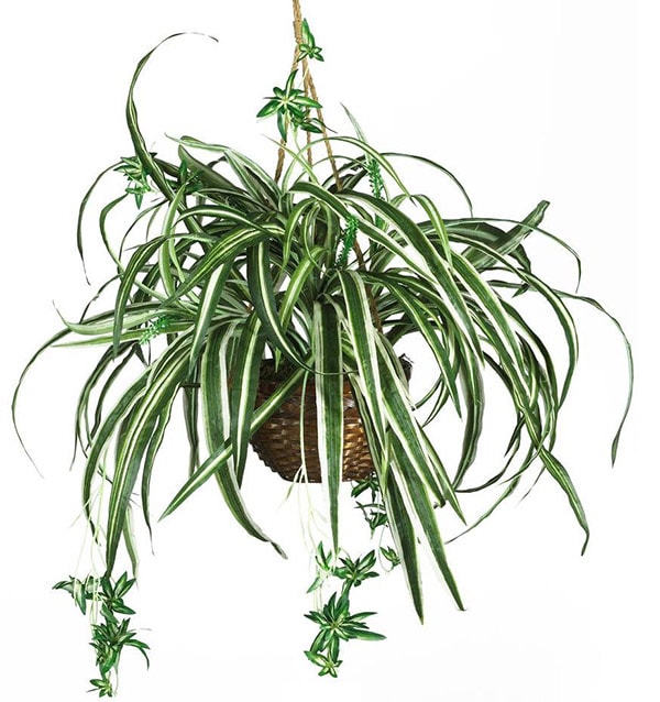 Can't Kill Spider Plant