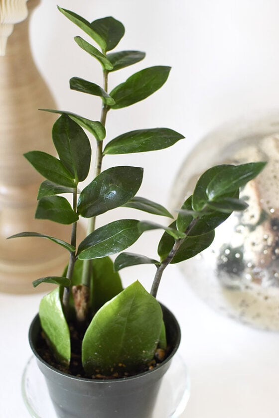 Best Plants for Bathrooms Delineate Your Dwelling