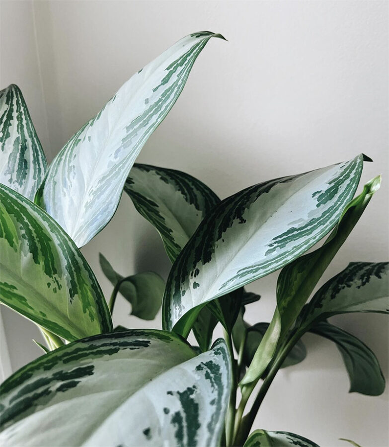 Low Light Plant - Chinese Evergreen Plant